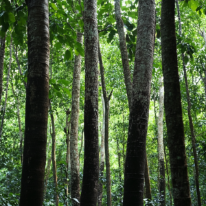 A picture of Agarwood trees in a Southeast Asian forest.