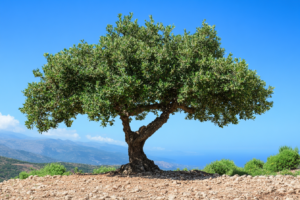 Amyris balsamifera tree