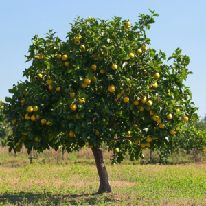 bergamot orange tree