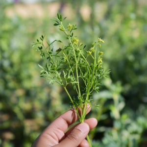 cumin plant