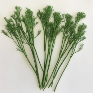 stems of the dill plant