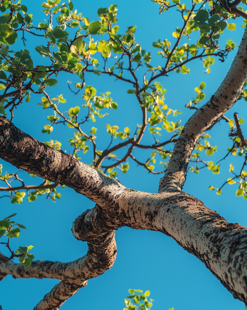 horny branches and sparse green leaves