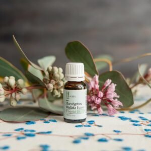 Eucalyptus Radiata essential oil