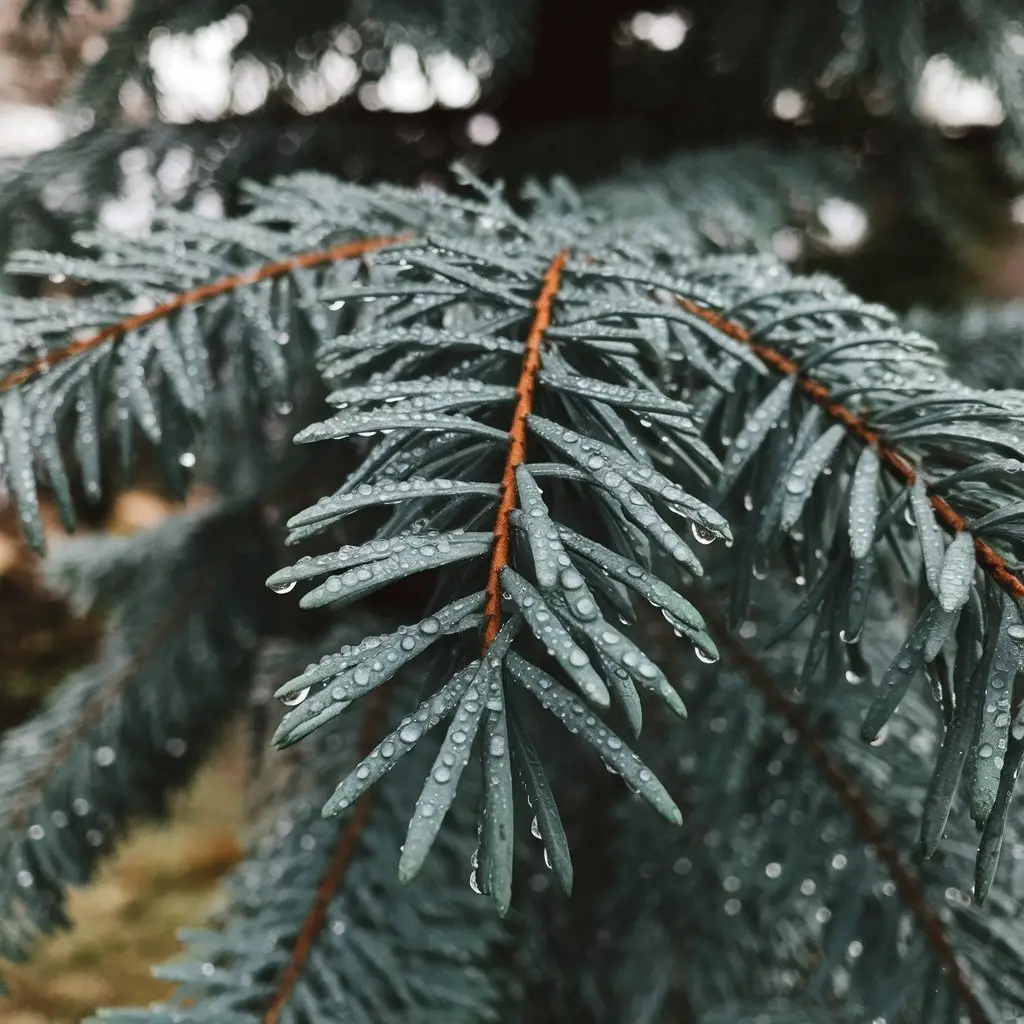 close-up of Abies alba tree needles glistening with dew